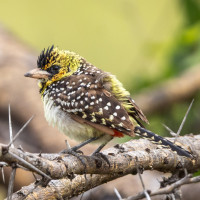 D'Arnaud's Barbet